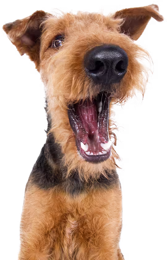 Dog with mouth open