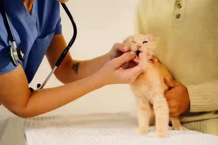 Kitten having a dental health checkup