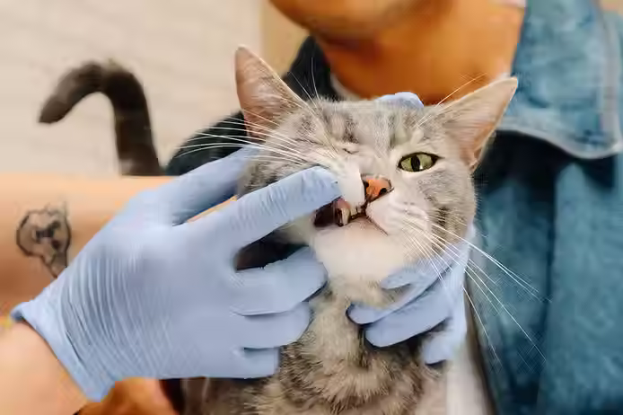 Cat having a dental health checkup