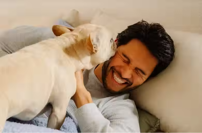 Bulldog licking mans face