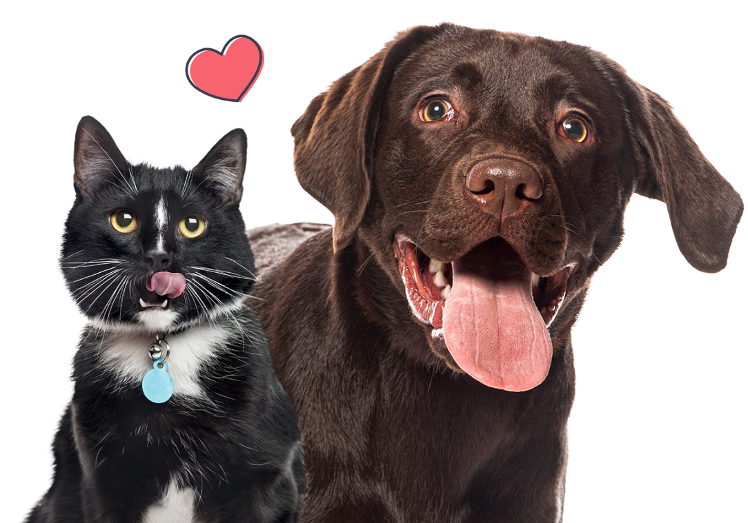 Cat & Dog