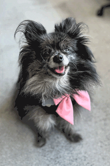 Dog Animation